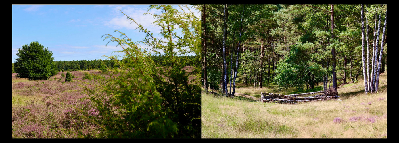 Im Wald und auf der Heide…