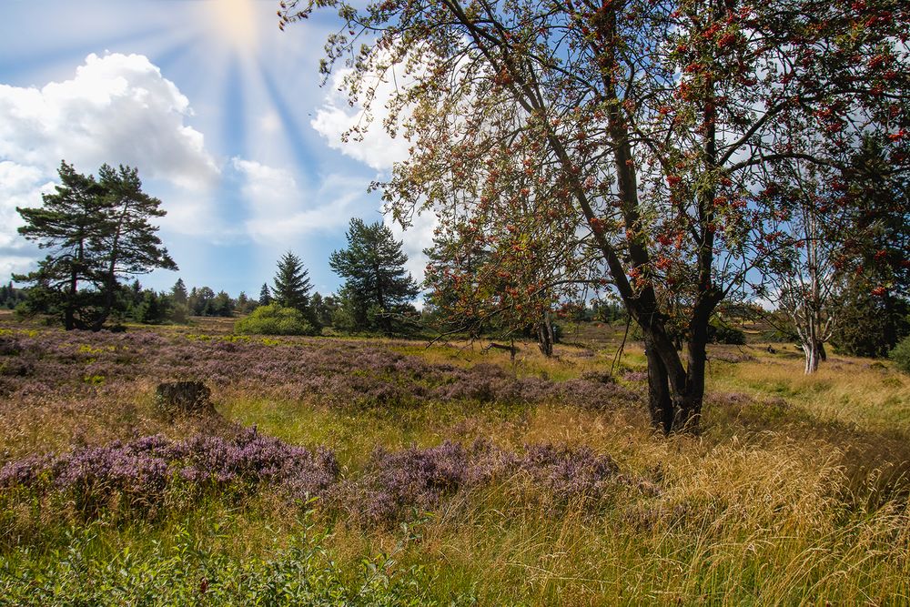 Im Wald und auf der Heide