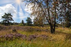 Im Wald und auf der Heide
