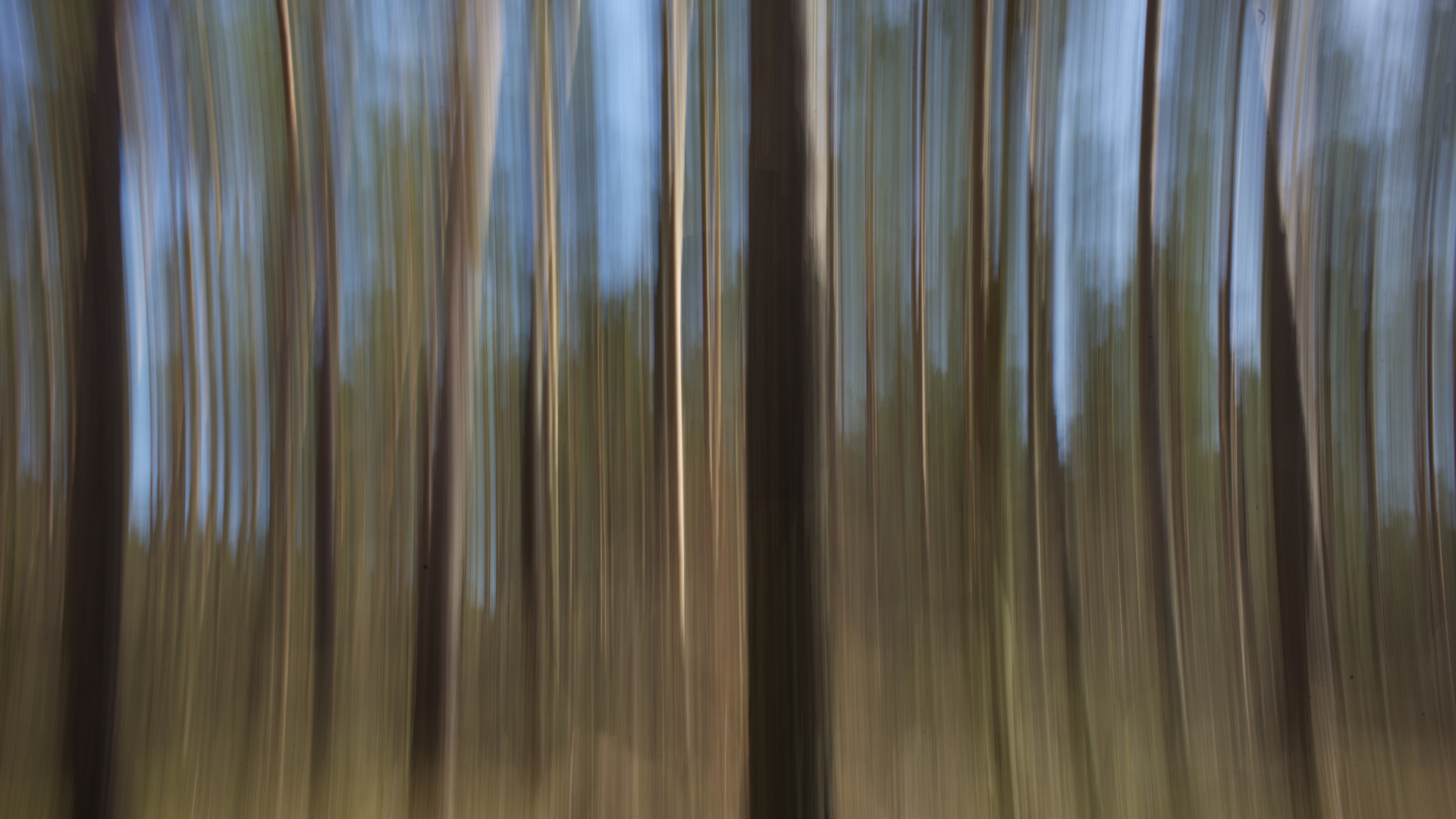 im Wald und auf der Heide