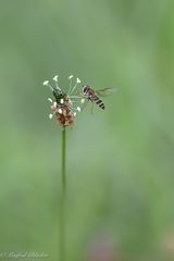 Im Wald und auf der Wiese ...