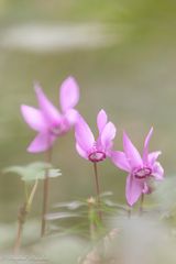 Im Wald und auf der Wiese ...