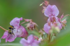 Im Wald und auf der Wiese ...