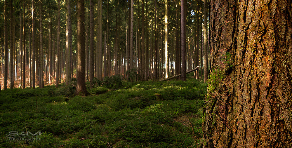 im Wald unterwegs