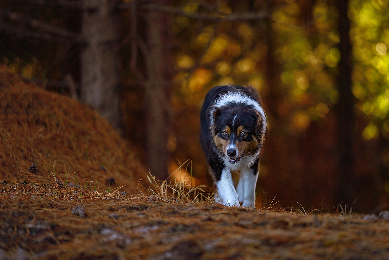 Im Wald unterwegs...