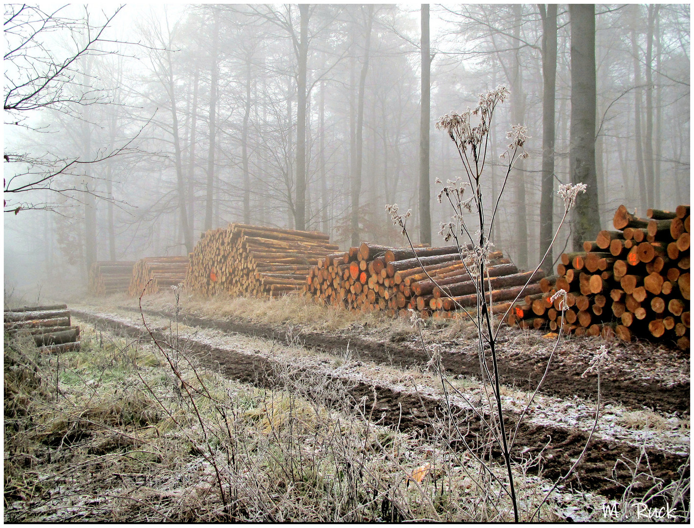 Im Wald unterwegs ,