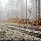 Im Wald unterwegs ,