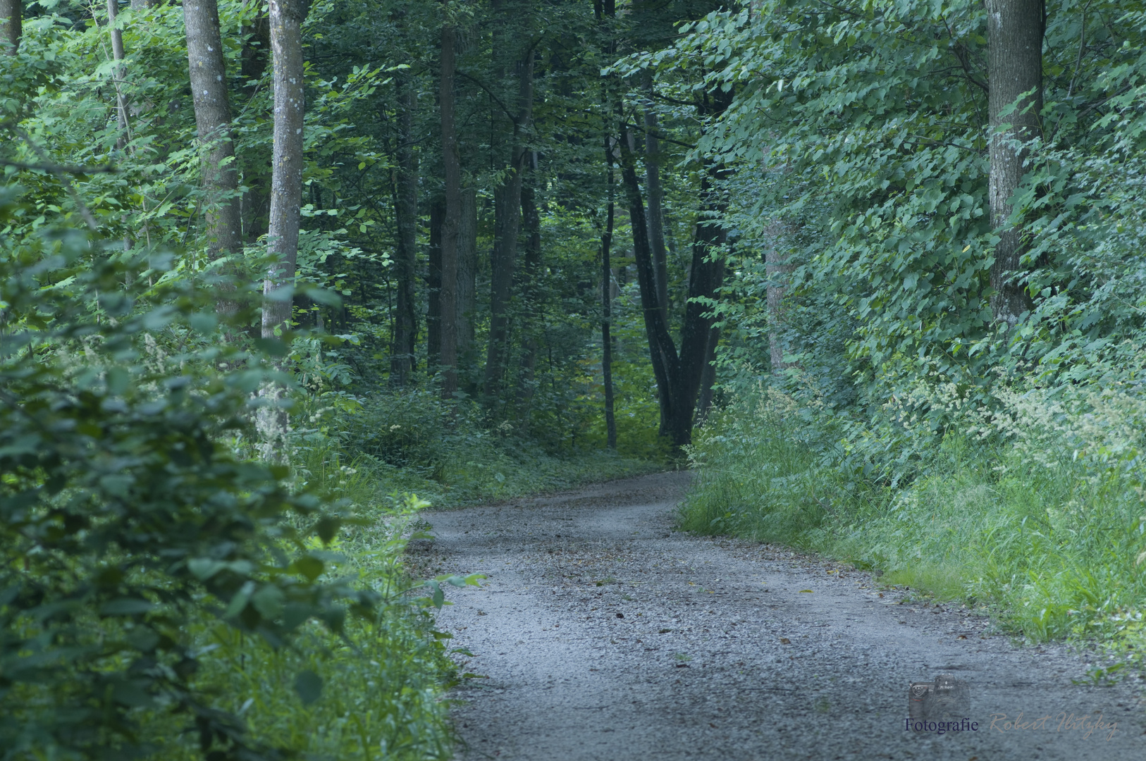 Im Wald unterwegs