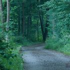 Im Wald unterwegs