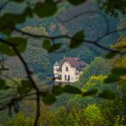 im Wald verbogen