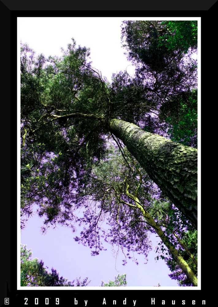 Im Wald vergrünt