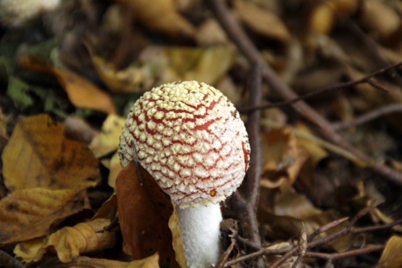 Im Wald versteckt