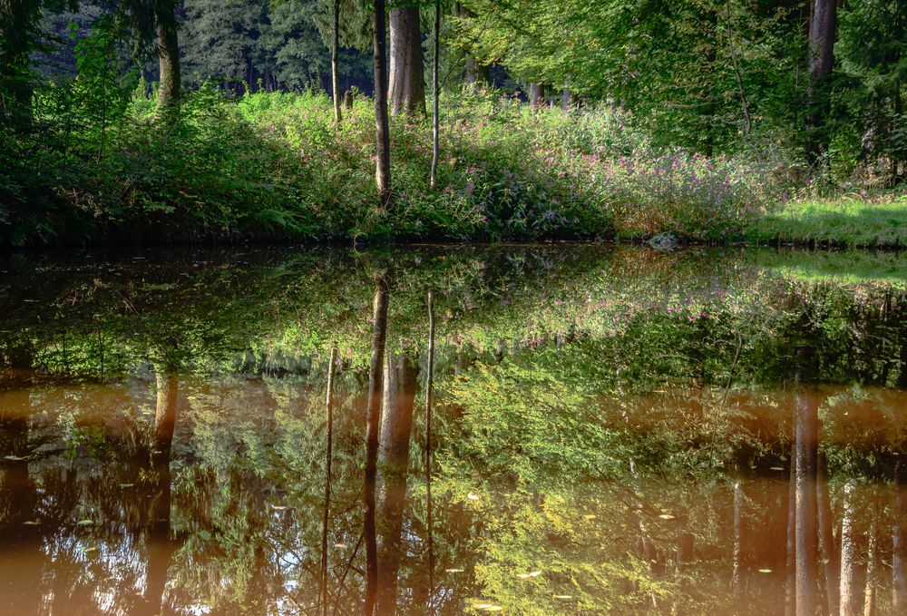 Im Wald versteckt