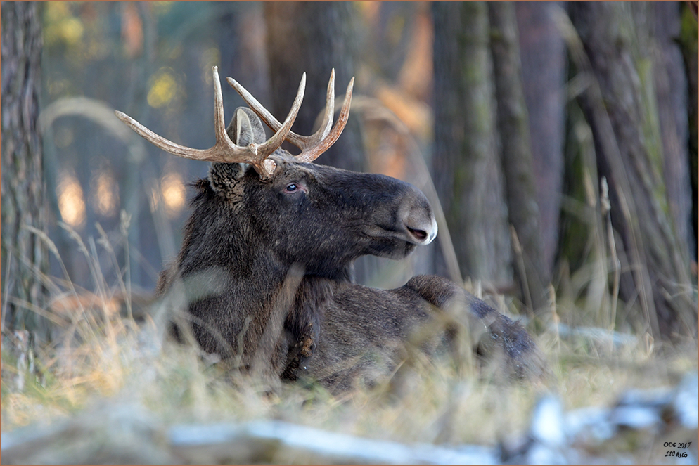 Im Wald versteckt und doch entdeckt  