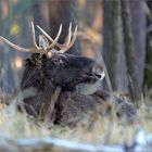 Im Wald versteckt und doch entdeckt  