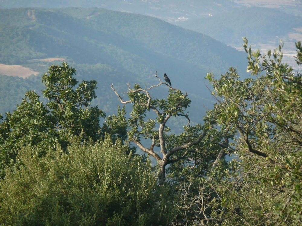 Im Wald von Ain Draham