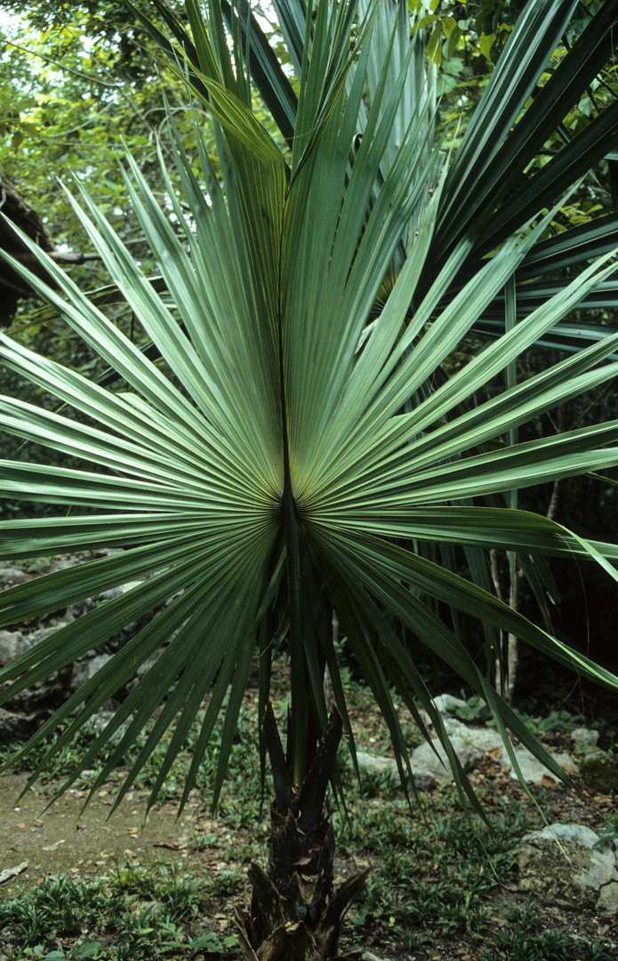 Im Wald von Cobá  (II)