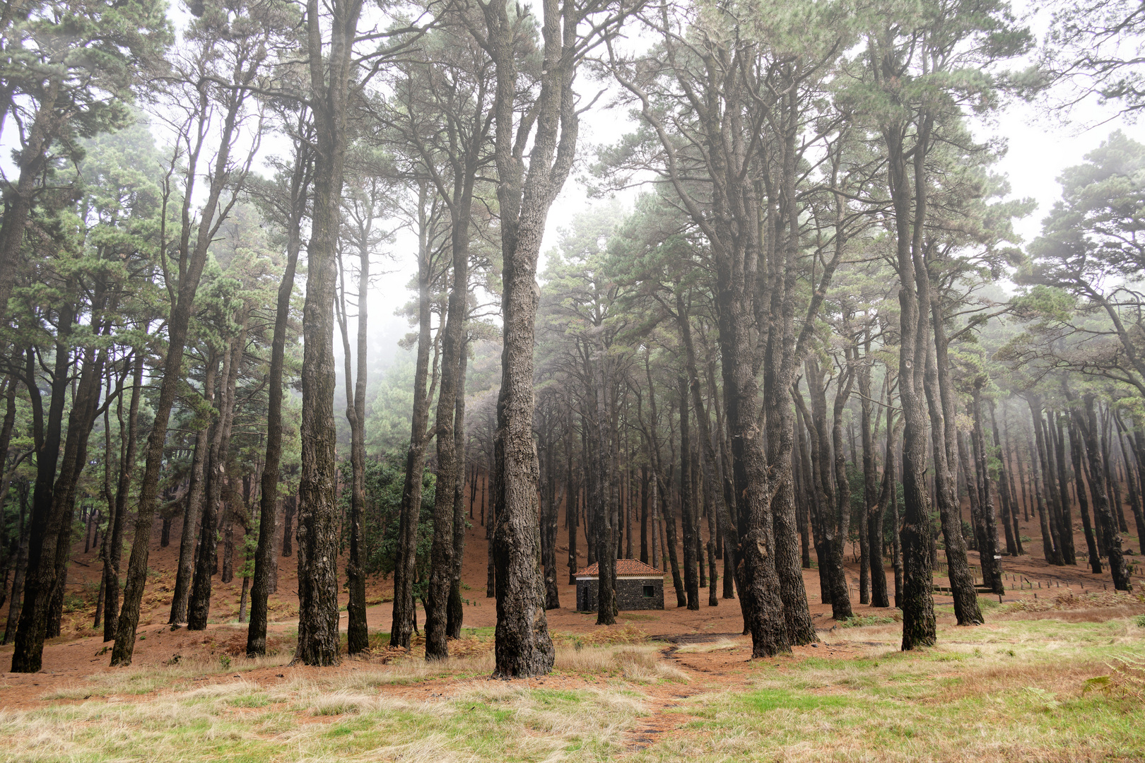 im Wald von El Pilar, La Palma