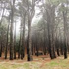 im Wald von El Pilar, La Palma