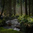 Im Wald von Gougana Barra 