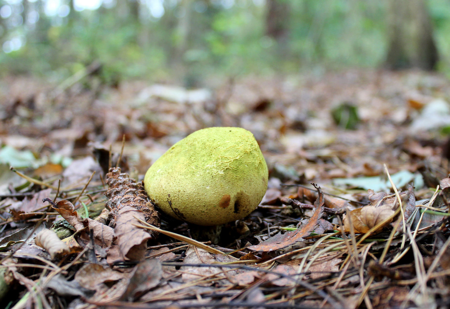 im Wald von Hechthausen ....