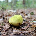 im Wald von Hechthausen ....