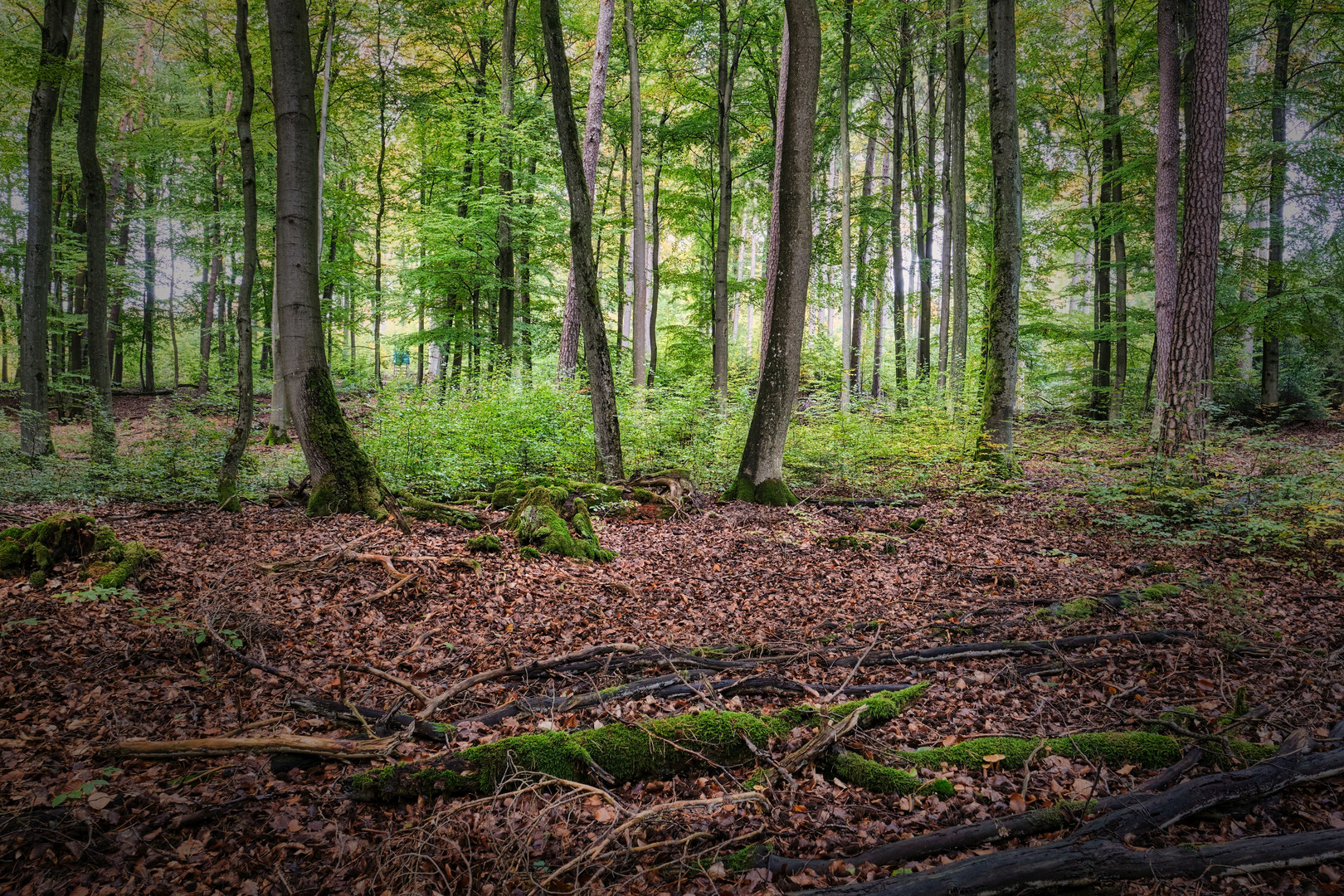 Im Wald von Klosterkumbd | Hunsrück