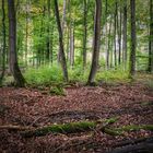 Im Wald von Klosterkumbd | Hunsrück