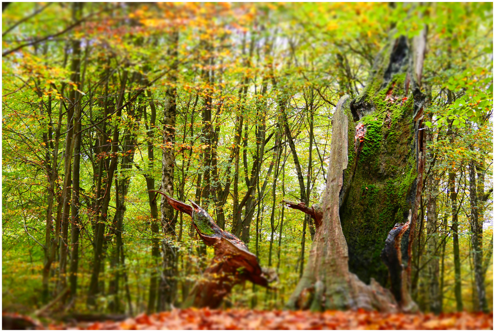 Im Wald von Mittelerde (II)