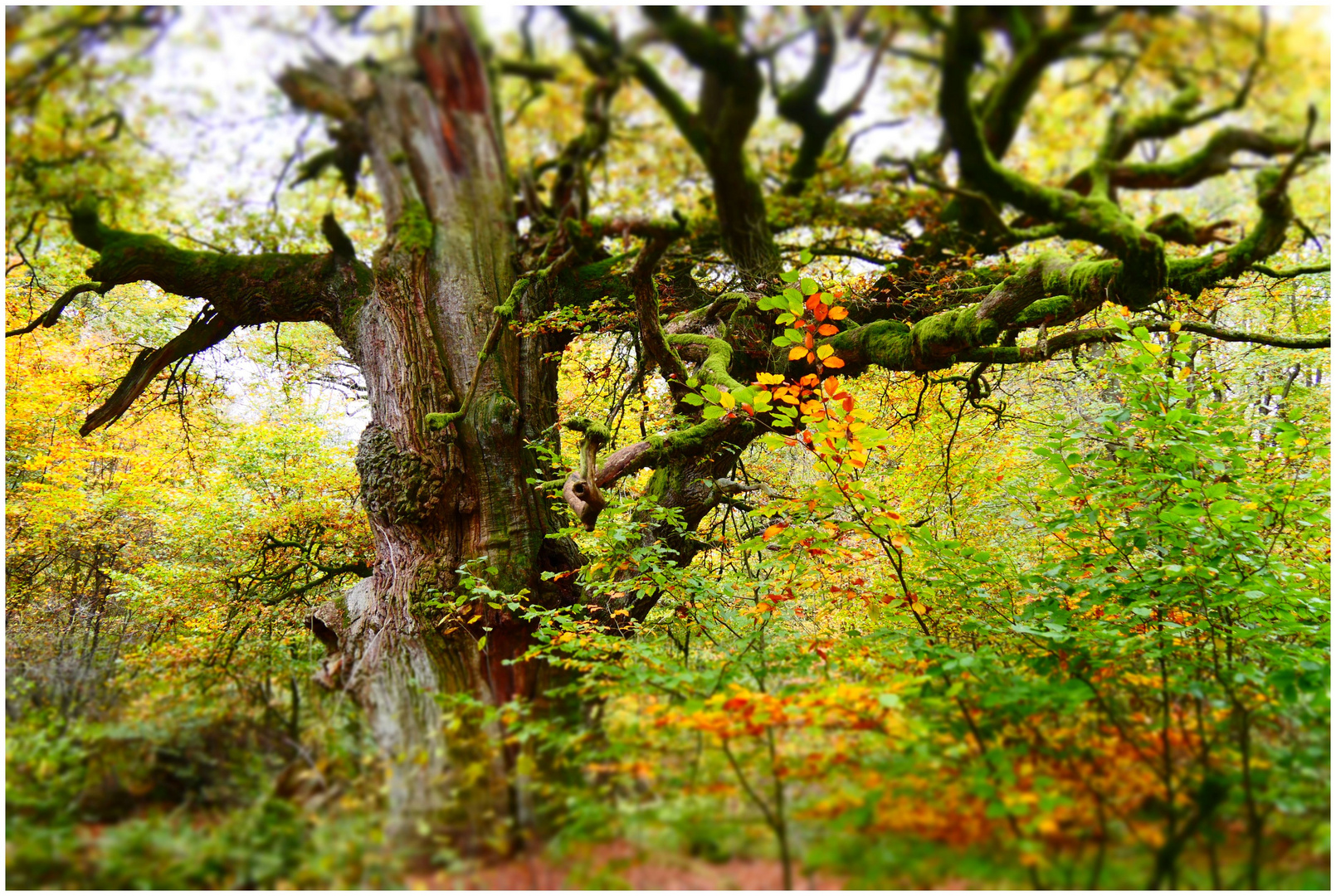 Im Wald von Mittelerde (III)