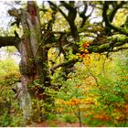 Im Wald von Mittelerde (III)