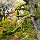 Im Wald von Mittelerde (IV)