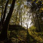 Im Wald von Regensberg