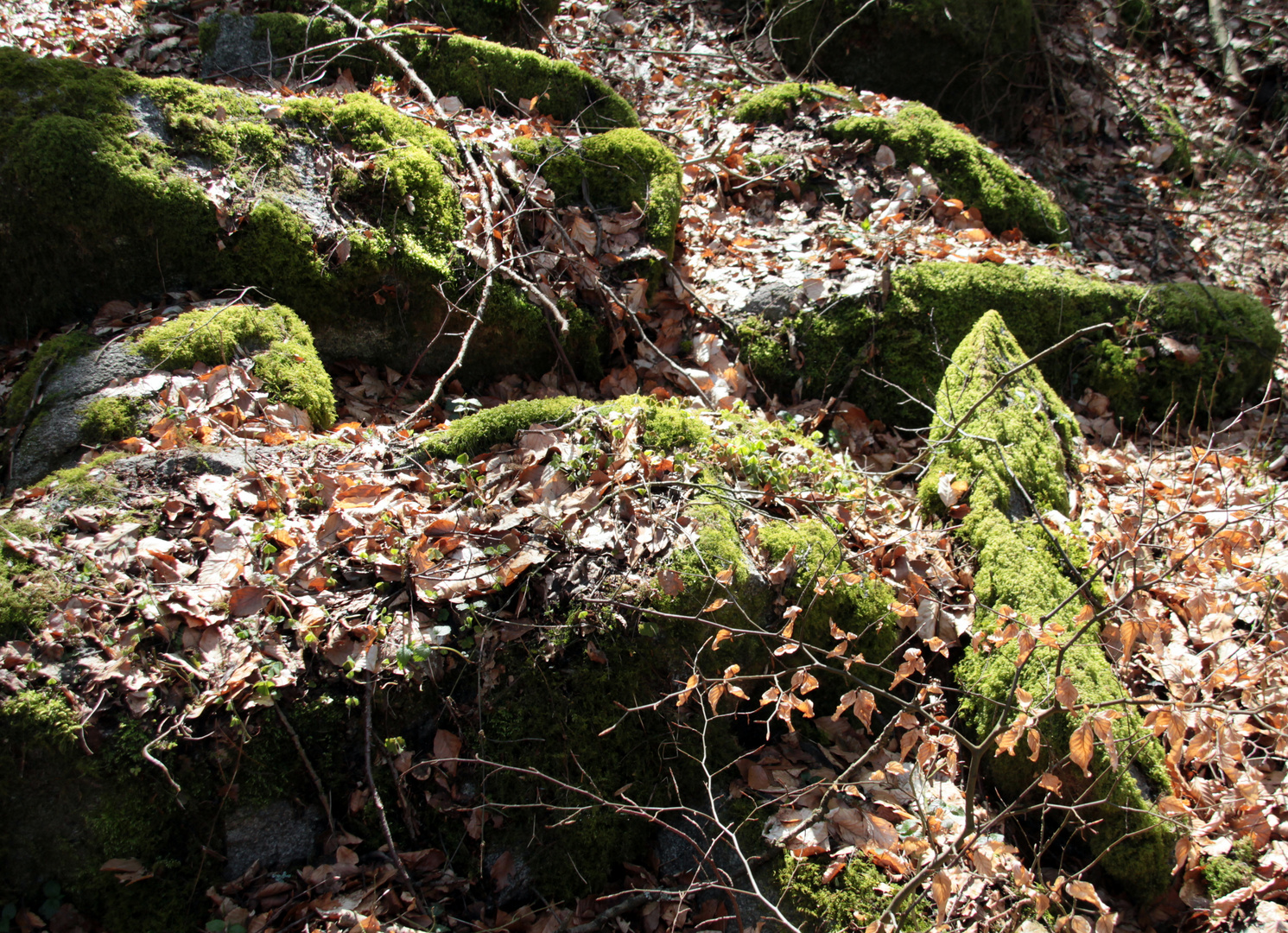 Im Wald von Rimbach-Mitlechtern