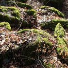 Im Wald von Rimbach-Mitlechtern