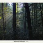 Im Wald von Schlierbach