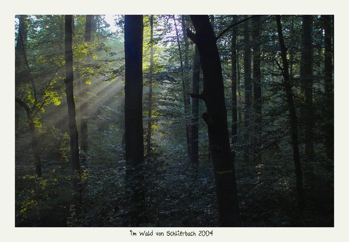 Im Wald von Schlierbach