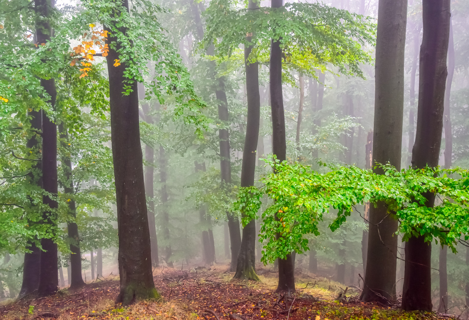 Im Wald von Serrahn in MeckPom