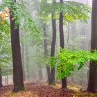 Im Wald von Serrahn in MeckPom