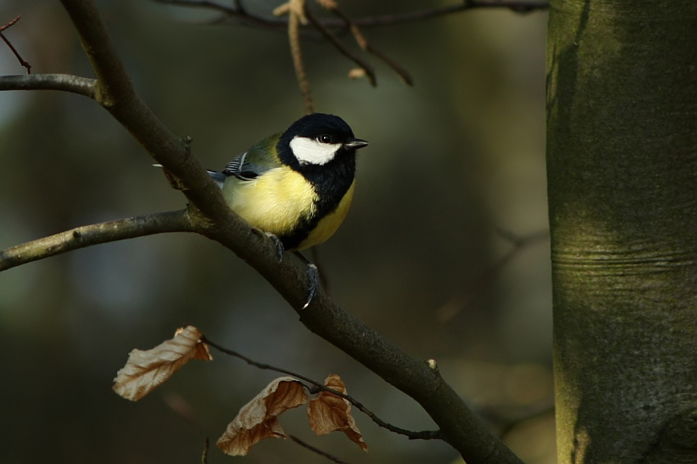 im Wald war sie mein ständiger Begleiter..