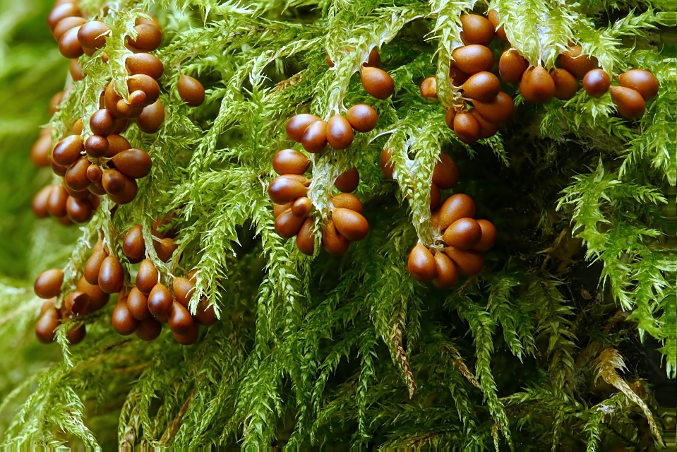 Im Wald wird doch schon für Weihnachten geschmückt