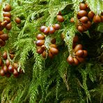 Im Wald wird doch schon für Weihnachten geschmückt