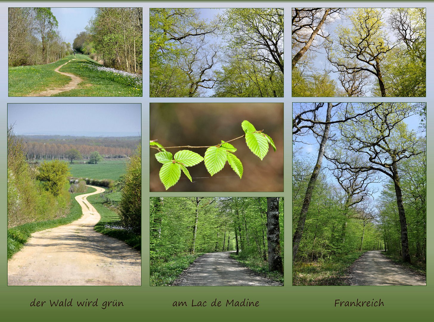 im Wald wird es grün......