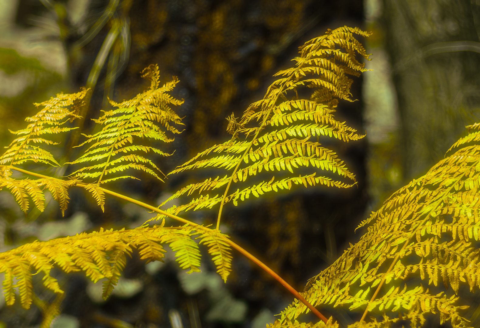 Im Wald wird's bunt