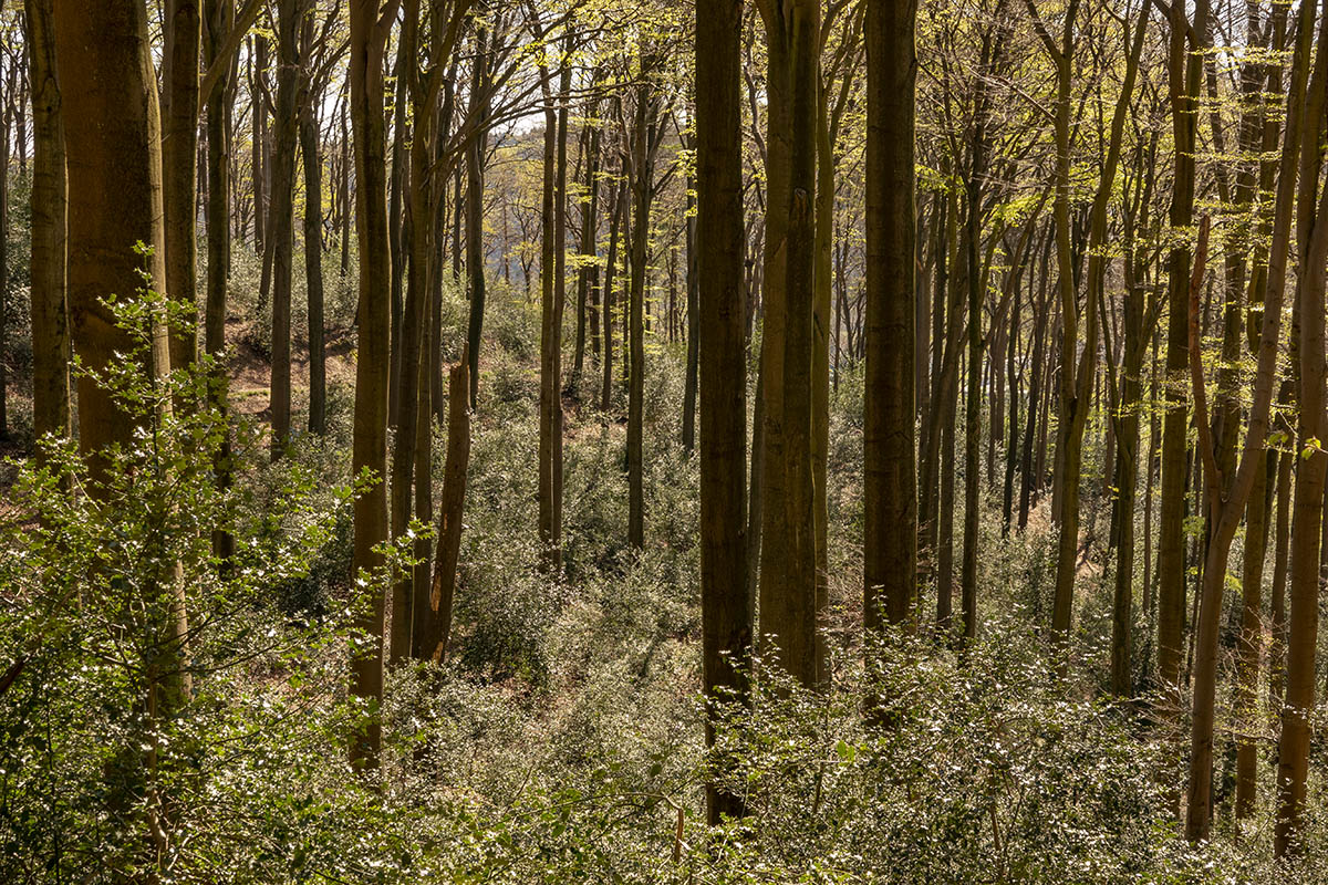 Im Wald wird's grün