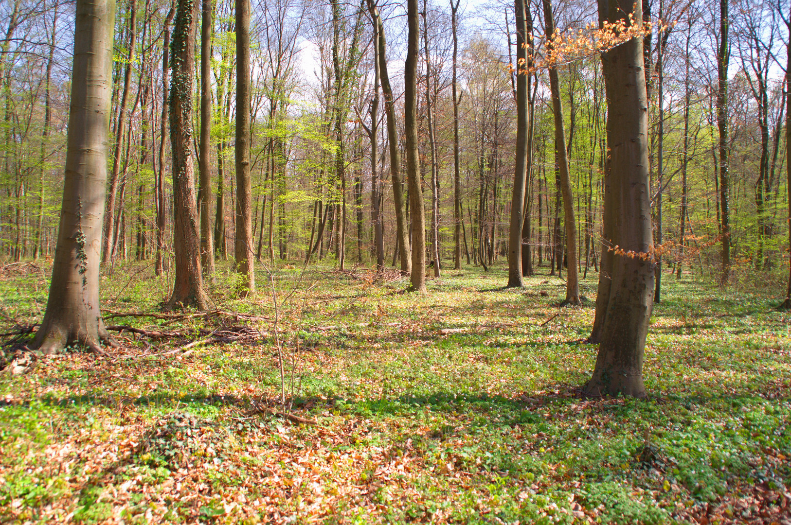 Im Wald wird`s GRÜN