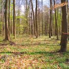 Im Wald wird`s GRÜN