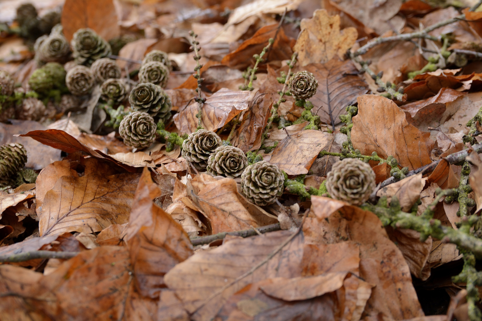 Im Wald, wo die Tannen Zapfen