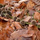 Im Wald, wo die Tannen Zapfen