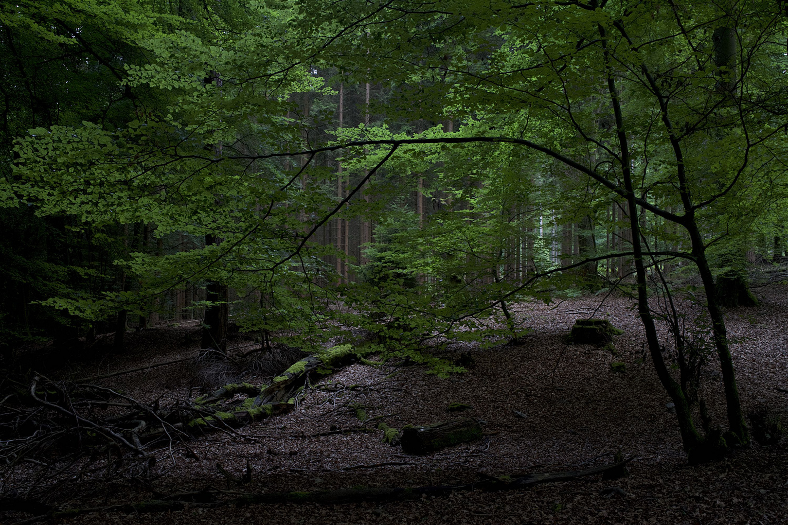 Im Wald zwischen Hohemark und Feldberg